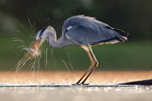 Images Dated 13th May 2011: Grey Heron (Ardea cinerea) taking a fish from water. Kiskunsagi National Park, Hungary