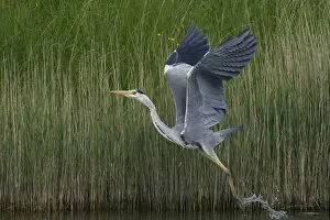 Images Dated 22nd May 2009: Grey heron (Ardea cinerea) taking off, Texel, Netherlands, May 2009