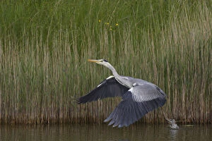 Images Dated 22nd May 2009: Grey heron (Ardea cinerea) taking off from water, Texel, Netherlands, May 2009