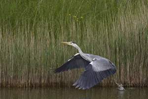 Images Dated 22nd May 2009: Grey heron (Ardea cinerea) taking off from water, Texel, Netherlands, May 2009