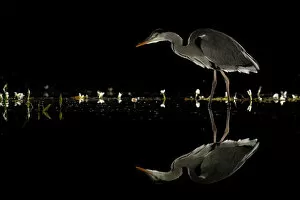 Night Gallery: Grey heron (Ardea cinerea) wading at night, reflected in water