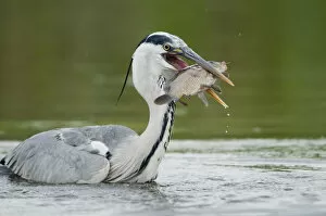 Images Dated 16th June 2009: Grey heron (Ardea cinerea) in water holding a fish, Fisher pond, Prypiat area, Belarus