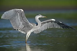 Dieter Damschen Gallery: Grey heron (Ardea cinerea) with wings out stretched, Elbe Biosphere Reserve, Lower Saxony