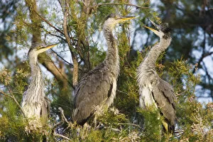 Ardea Cinerea Gallery: Three Grey heron chicks (Ardea cinerea) in tree near to nest, Pont du Gau, Camargue