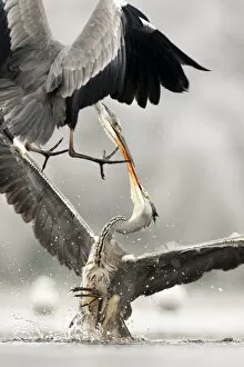 Grey herons (Ardea cinerea) fighting, Lake Csaj, Kiskunsagi National Park, Pusztaszer, Hungary