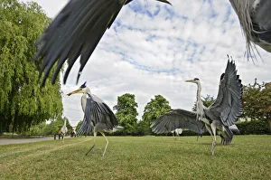 Interaction Prints: Three Grey herons (Ardea cinerea) fighting in Regents Park, London, UK, April 2011