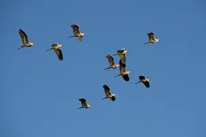 Typical Heron Prints: Grey herons (Ardea cinerea) flock in flight