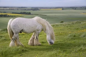 Horses And Pony Prints: Grey Irish Gypsy cob stallion (Equus caballus) grazing rough pastureland on Hackpen