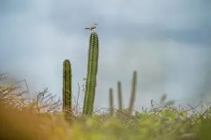 Succulents Prints: Grey kingbird (Tyrannus dominicensis) perched on top of cactus, Aruba