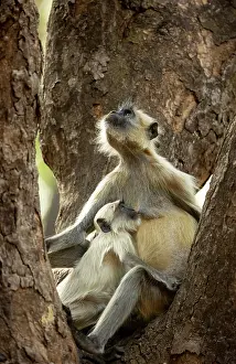 Suckling Prints: Grey langur (Semnopithecus entellus) female