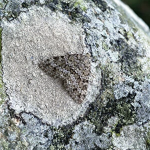 Grey mountain carpet moth (Entephria caesiata) on lichen, Benaughlin Cliffs, County Fermanagh