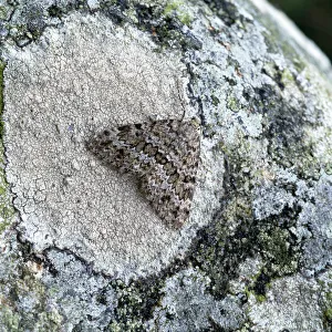 Moths Prints: Grey mountain carpet moth (Entephria caesiata) on lichen