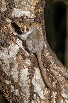 Nocturnal Prints: Grey mouse lemur (Microcebus murinus) climbing up tree trunk at night