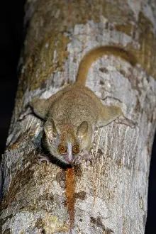 Grey mouse lemur (Microcebus murinus) feeding on tree (Terminalia sp.) sap / gum at night, Kirindy Forest, Menabe Central, central western Madagascar