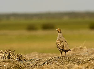 Images Dated 18th May 2009: Grey partridge (Pedrix pedrix) camouflaged against hay mound, Matsalu National Park