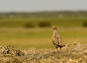 Baltic Prints: Grey partridge (Pedrix pedrix) camouflaged against hay mound, Matsalu National Park