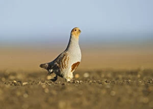 Images Dated 4th April 2011: Grey Partridge (Perdix perdix) on a bare field, scraping for food, Norfolk, England, UK, April