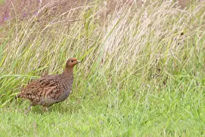 Perdicinae Prints: Grey partridge (Perdix perdix) female, portrait, Norfolk, England, UK. July