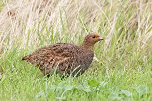 Perdicinae Prints: Grey partridge (Perdix perdix) female, portrait, Norfolk, England, UK. July