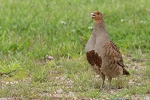Perdicinae Prints: Grey partridge (Perdix perdix) male, portrait, Norfolk, England, UK. June