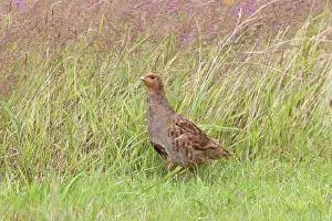 Perdicinae Prints: Grey partridge (Perdix perdix) male, portrait, Norfolk, England, UK. July