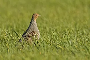 Grey partridge (Perdix perdix) standing in a field of Winter wheat (Triticum), Norfolk
