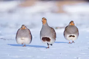 Three Grey partridge (Perdix perdix) walking in snow. Near Nijmegen, the Netherlands. February