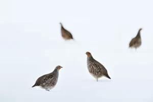 August 2022 Highlights Collection: Four Grey partridges (Perdix perdix) on snow-covered arable field, Scottish Borders, Scotland, UK