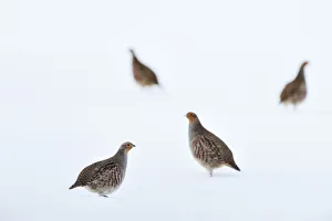 Perdicinae Prints: Four Grey partridges (Perdix perdix) on snow-covered arable field