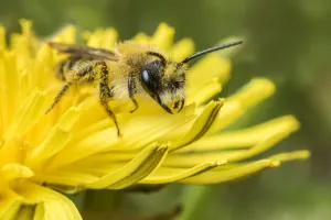 Andrenidae Prints: Grey-patched Mining Bee (Andrena nitida) feeding on Dandelion (Taraxacum offinicale) Monmouthshire