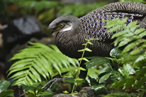 Images Dated 27th April 2017: Grey peacock-pheasant (Polyplectron bicalcaratum) walking through the forest at Tongbiguan
