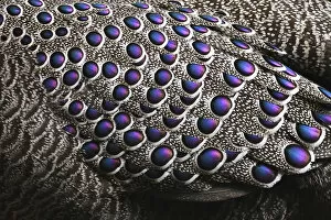 Images Dated 27th April 2017: Grey peacock-pheasant (Polyplectron bicalcaratum) close up of the feathers, Tongbiguan