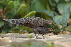 2020 January Highlights Collection: Grey peacock-pheasant (Polyplectron bicalcaratum) Tongbiguan Nature Reserve, Dehong