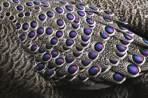 Yunnan Province Prints: Grey peacock-pheasant (Polyplectron bicalcaratum) close up of the feathers, Tongbiguan