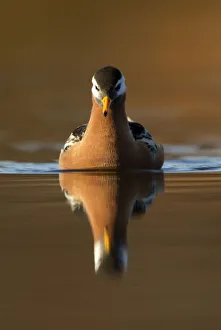 Images Dated 29th June 2012: Grey Phalarope (Phalaropus fulicaria) reflected on water. Svalbard, June