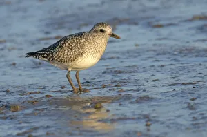 Grey plover (Pluvialis squatarola) adult in winter plumage on mudflats, The Wash