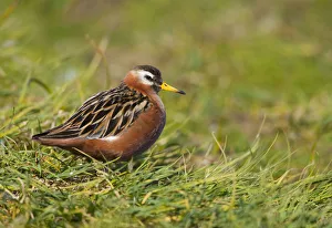 Waders Prints: Grey / Red phalarope (Phalaropus fulicarius) portrait, Thingeyjarsyslur, Iceland
