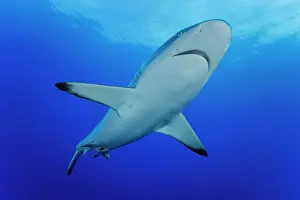 Carcharhinus Prints: Grey reef shark (Carcharhinus amblyrhynchos) gliding over a reef