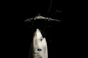 Carcharhinus Prints: Grey reef shark (Carcharhinus amblyrhynchos) juvenile