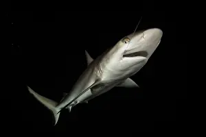 Carcharhinus Prints: Grey reef shark (Carcharhinus amblyrhynchos) juvenile