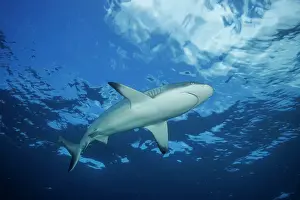 Carcharhinus Prints: Grey reef shark (Carcharhinus amblyrhynchos) swimming near the surface in open ocean
