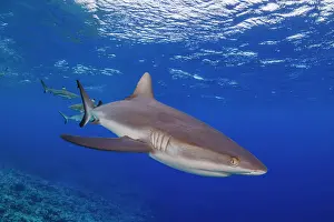 Carcharhinus Prints: Grey reef shark (Carcharhinus amblyrhynchos) swimming over a reef