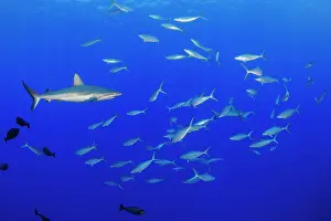Carcharhinus Prints: Grey reef shark (Carcharhinus amblyrhynchos) swimming through a school of Rainbow runners (Elagatis bipinnulata)