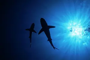 Carcharhinus Prints: Two Grey reef sharks (Carcharhinus amblyrhynchos) swimming beneath waters surface