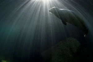 Surface Collection: Grey seal (Haichaoerus grypus) swimming below surface with sunbeams. Lundy Island, Devon, UK