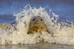 Images Dated 1st August 2011: Grey seal (Halichoerus grypus) adult female among breaking waves, Lincolnshire, UK Non-ex