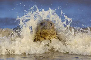 Expressions Prints: Grey seal (Halichoerus grypus) adult female among breaking waves, Lincolnshire, UK Non-ex
