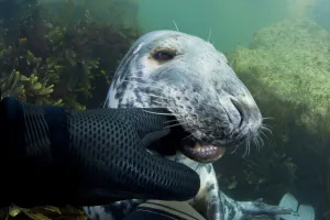 Interaction Prints: Grey seal (Halichoerus grypus) biting divers glove, Lundy Island, Bristol Channel