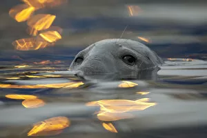 Images Dated 10th June 2010: Grey seal (Halichoerus grypus) bull with reflections on water of harbour lights, Shetland Isles