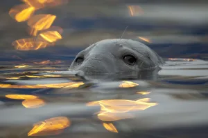 Seals Prints: Grey seal (Halichoerus grypus) bull with reflections on water of harbour lights